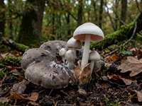 Parasitischer Scheidling1